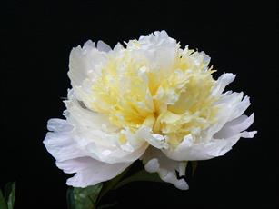 Paeonia Cheddar Cheese